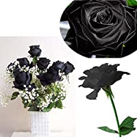Bluelover 20 Negro Flor Rosa Rose2 Semillas